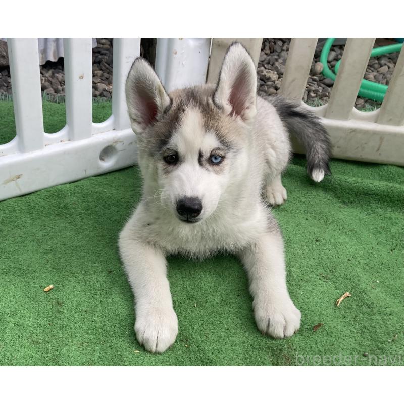 販売中の静岡県のシベリアンハスキー-425189の2枚目