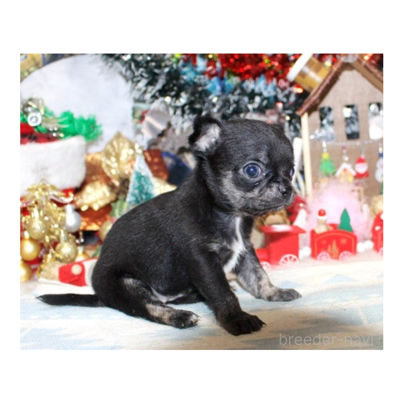 販売中の福岡県のチワワ(ロングコート)-432463の6枚目