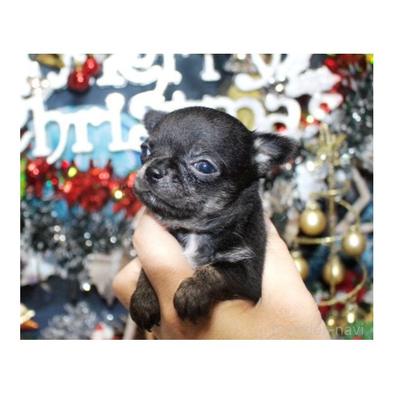 販売中の福岡県のチワワ(ロングコート)-432463の1枚目