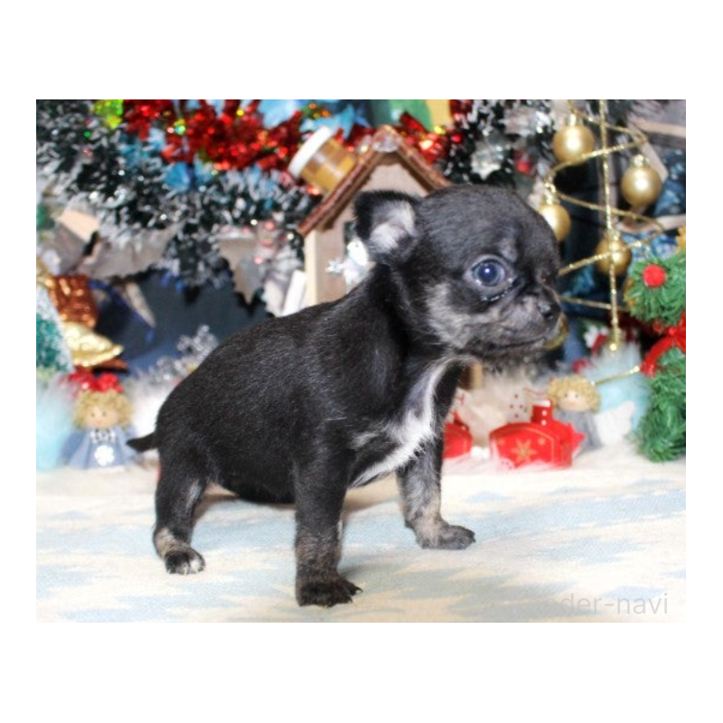 販売中の福岡県のチワワ(ロングコート)-432463の4枚目