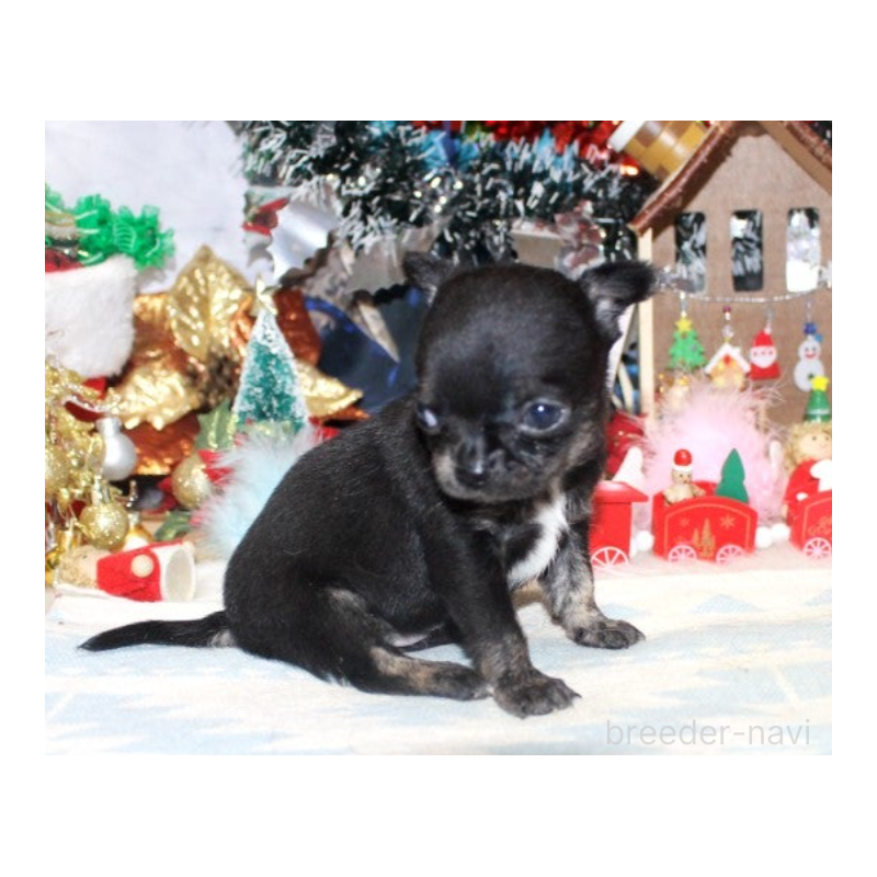 販売中の福岡県のチワワ(ロングコート)-432463の3枚目