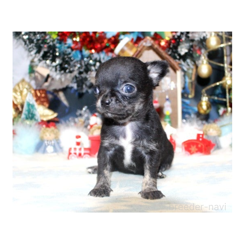 販売中の福岡県のチワワ(ロングコート)-432463の2枚目