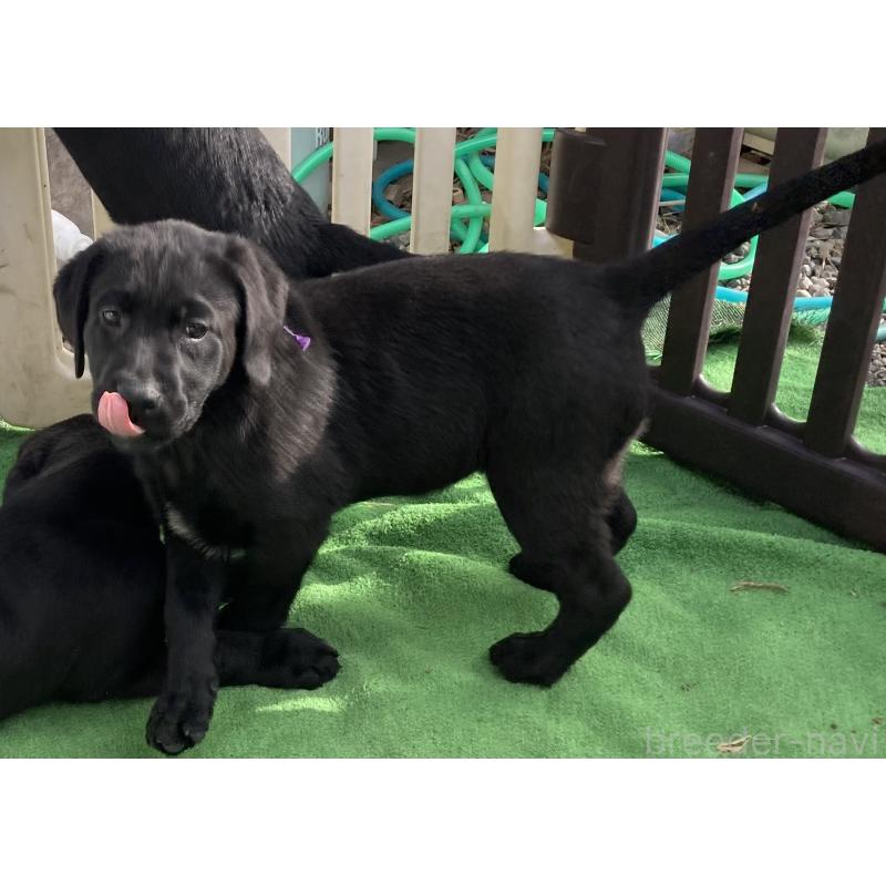販売中の静岡県のラブラドールレトリーバー-422300