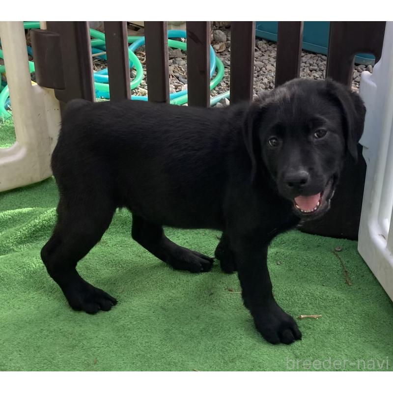 成約済の静岡県のラブラドールレトリーバー-422300の8枚目