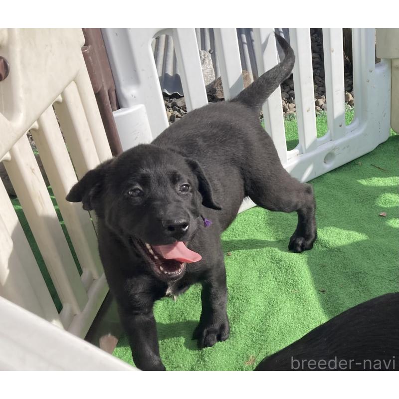 成約済の静岡県のラブラドールレトリーバー-422300の7枚目