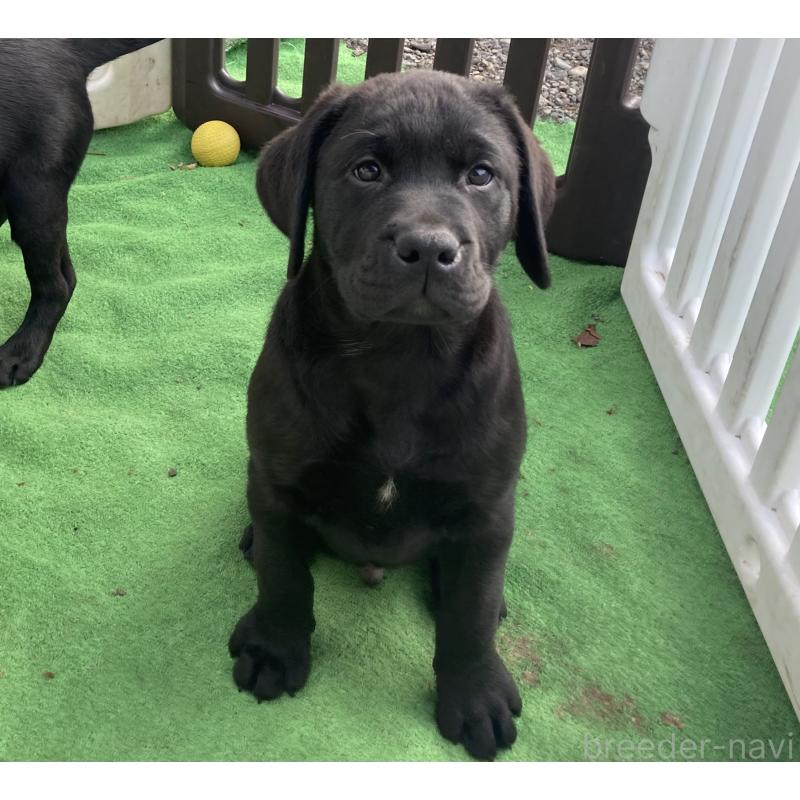 販売中の静岡県のラブラドールレトリーバー-422298