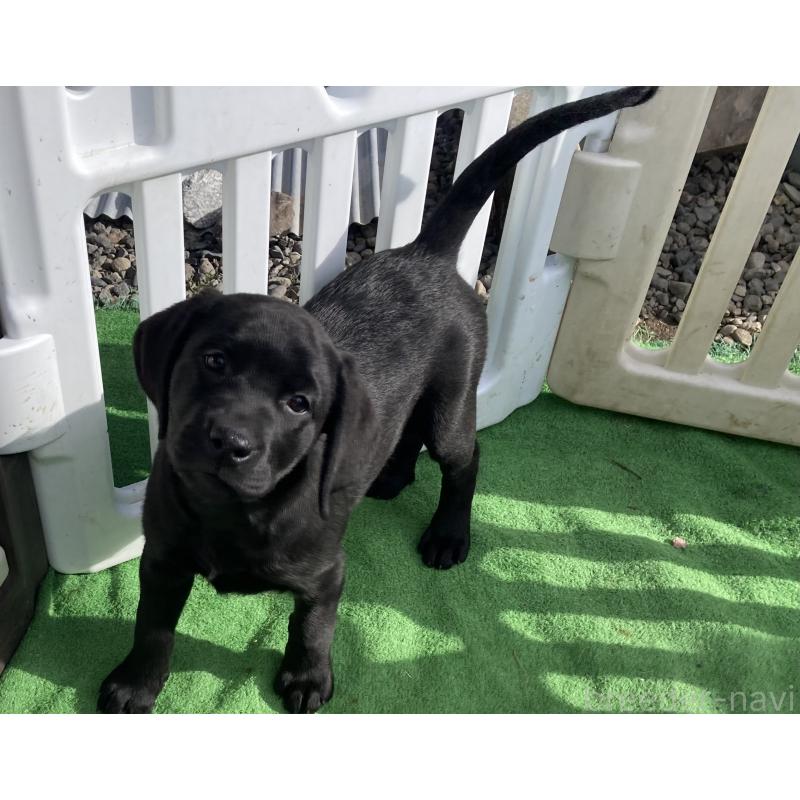 販売中の静岡県のラブラドールレトリーバー-422297