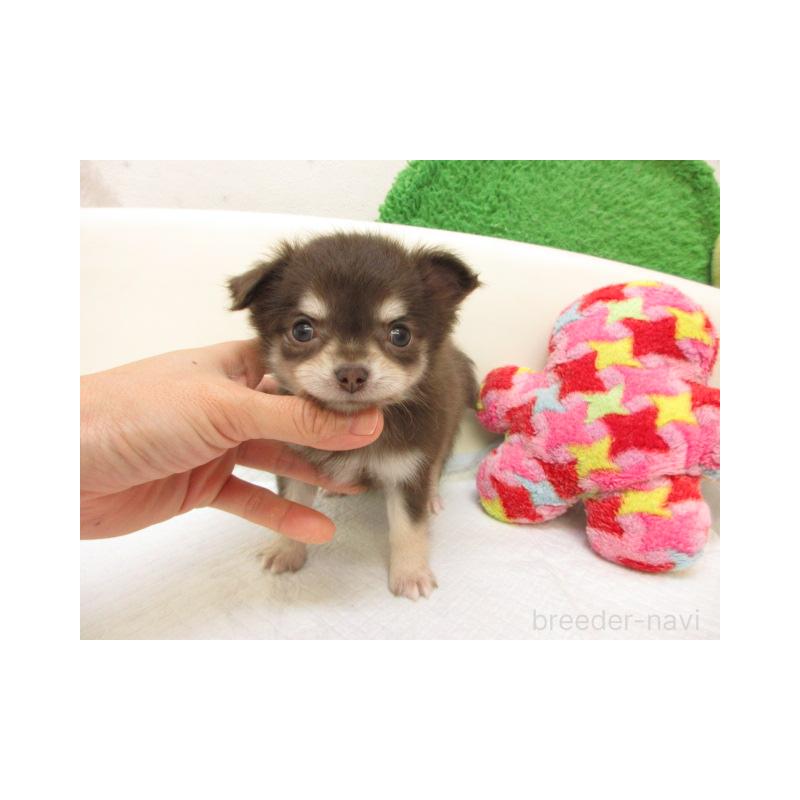 販売中の大阪府のチワワ(ロングコート)-432464の1枚目