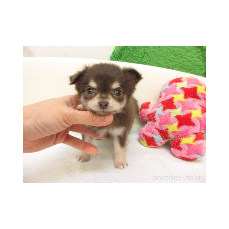 販売中の大阪府のチワワ(ロングコート)-432464の2枚目