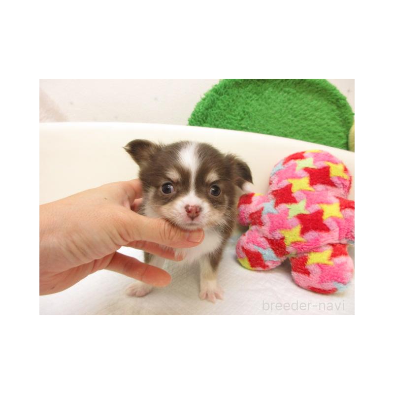 販売中の大阪府のチワワ(ロングコート)-432465