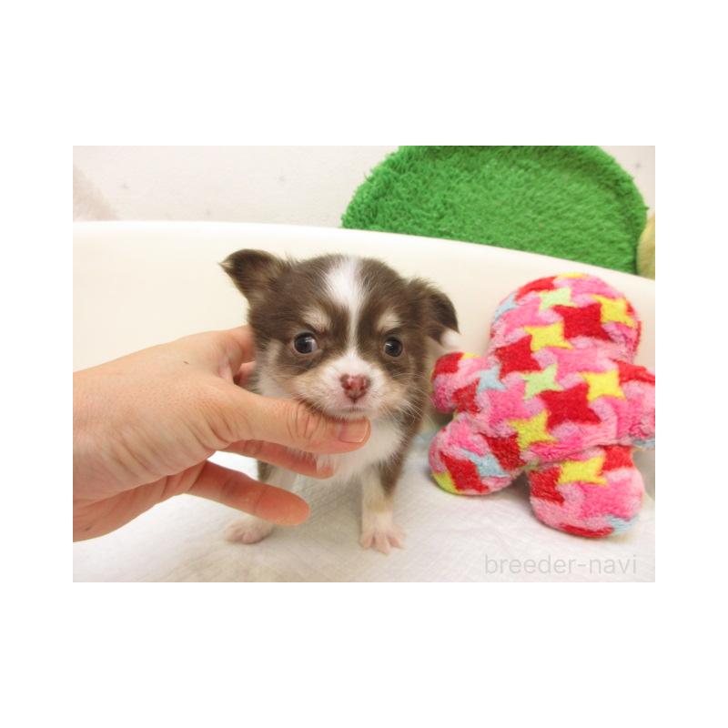 販売中の大阪府のチワワ(ロングコート)-432465の2枚目