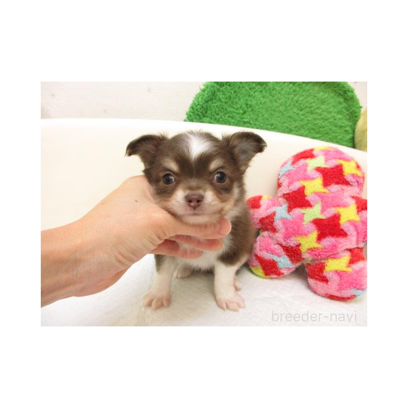 販売中の大阪府のチワワ(ロングコート)-432467