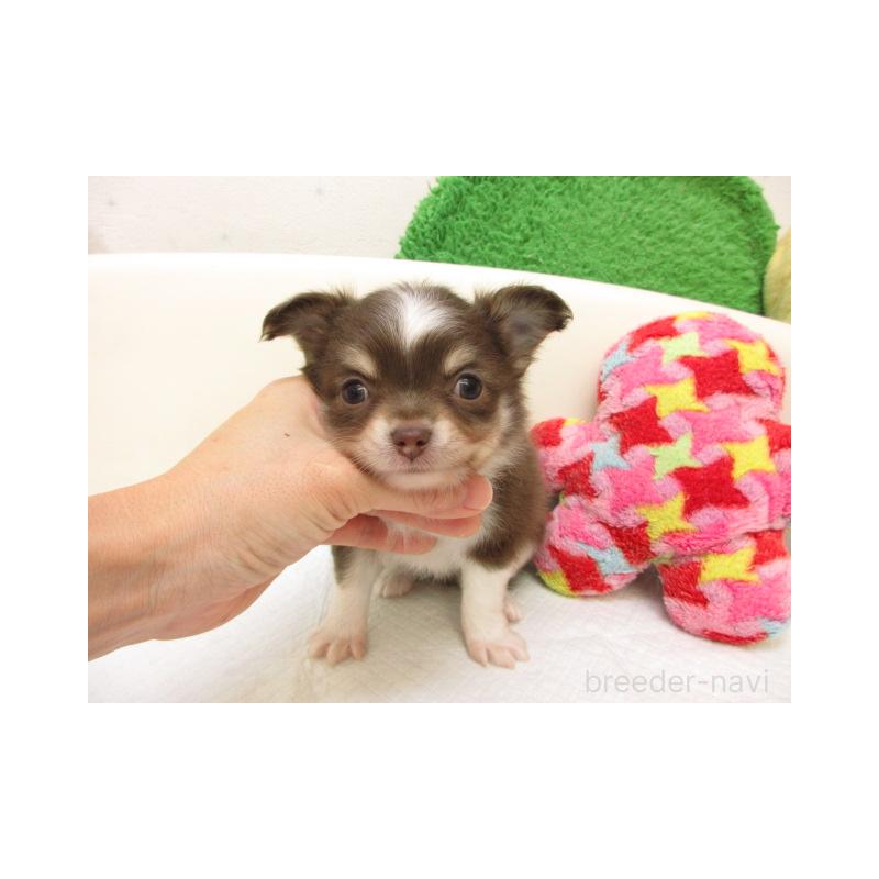 販売中の大阪府のチワワ(ロングコート)-432467の2枚目