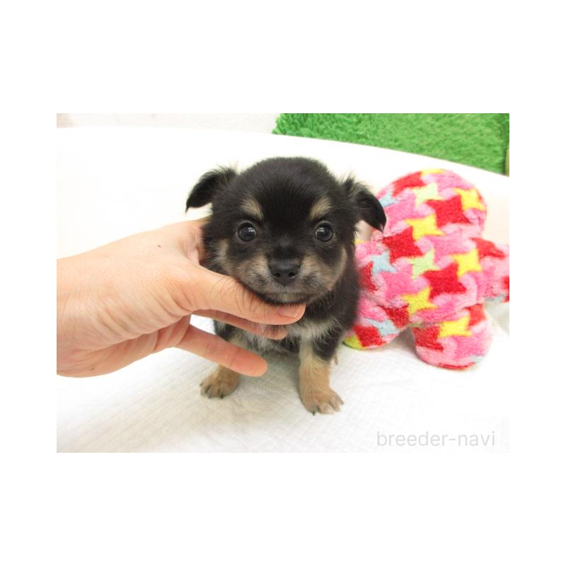 販売中の大阪府のチワワ(ロングコート)-432469