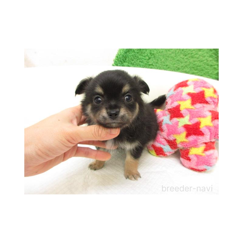 販売中の大阪府のチワワ(ロングコート)-432469の2枚目