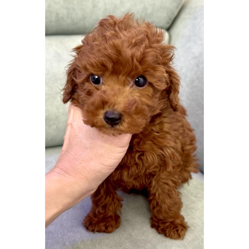 販売中の奈良県のトイプードル-432473の11枚目