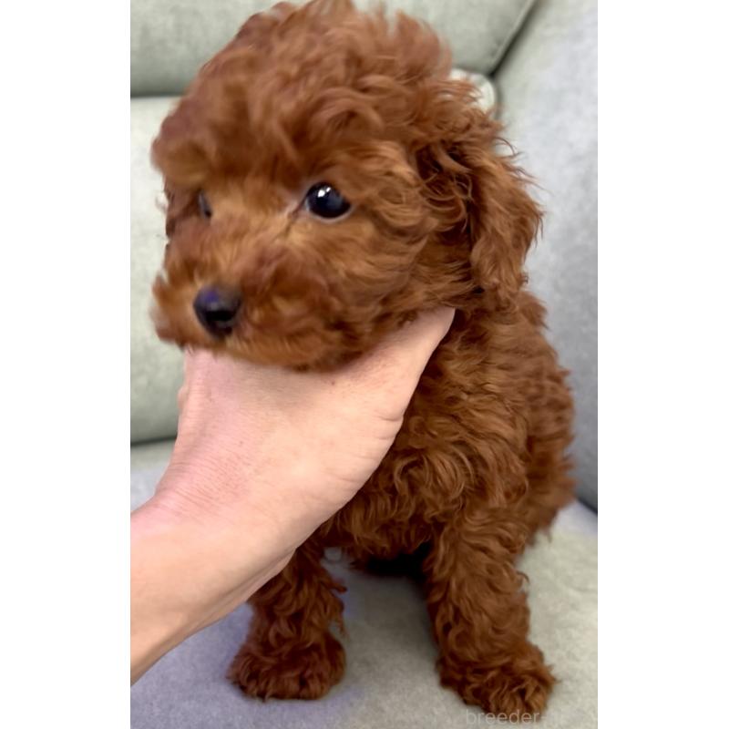 販売中の奈良県のトイプードル-432473の10枚目