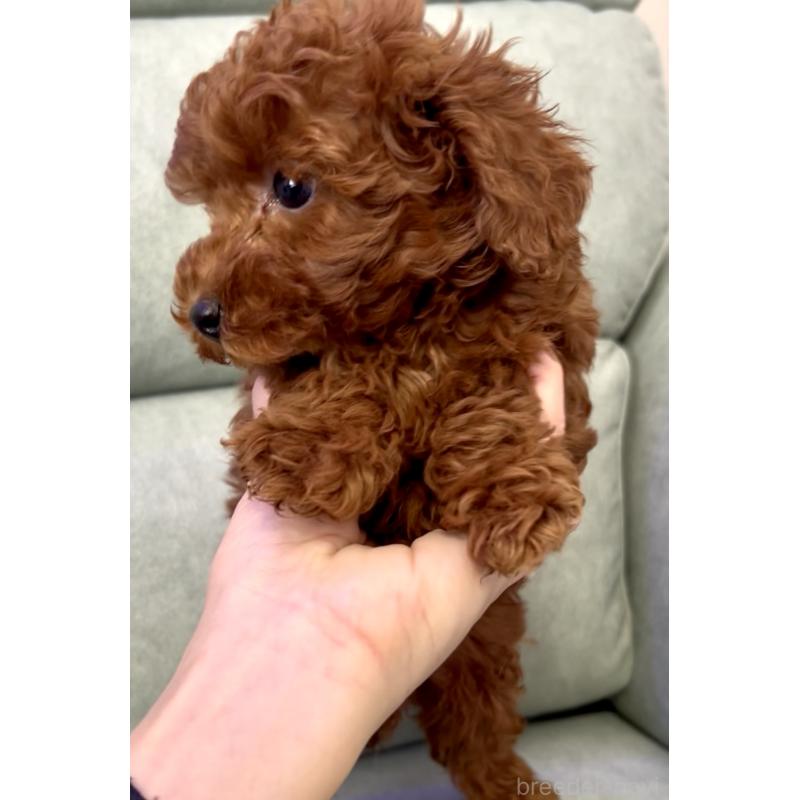 販売中の奈良県のトイプードル-432473の8枚目