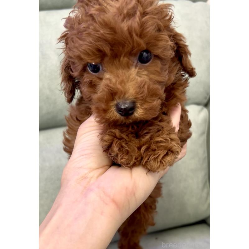 販売中の奈良県のトイプードル-432473の7枚目