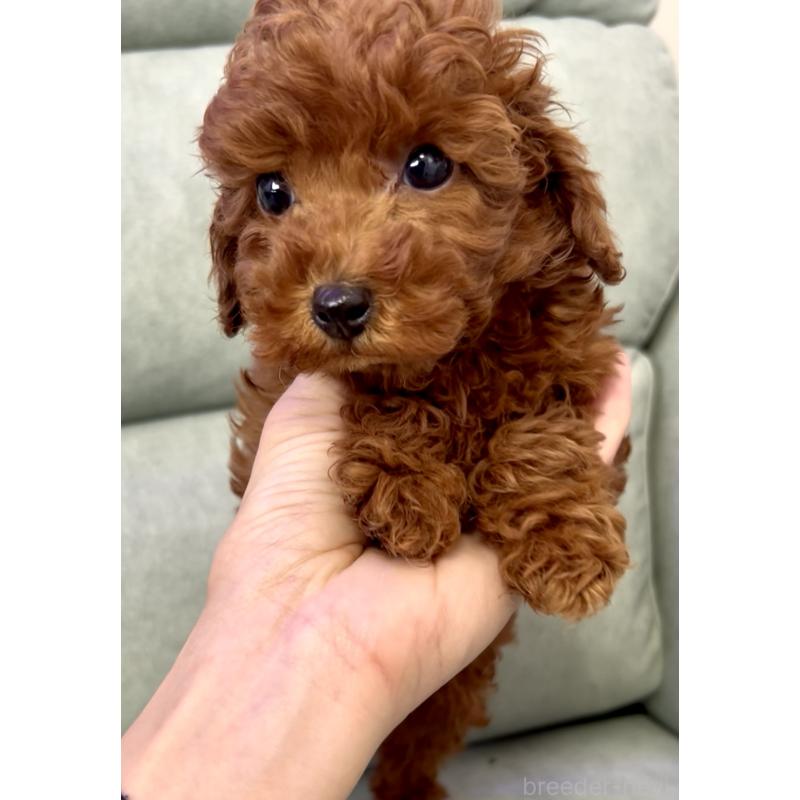 販売中の奈良県のトイプードル-432473の6枚目