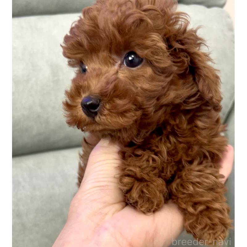 販売中の奈良県のトイプードル-432473の5枚目