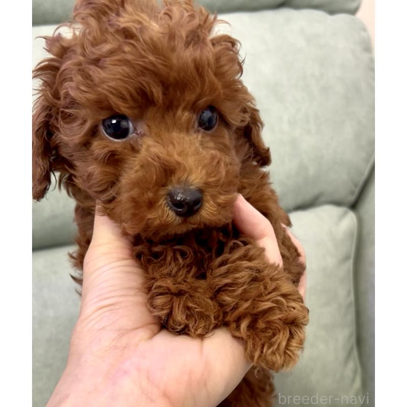 販売中の奈良県のトイプードル-432473の3枚目