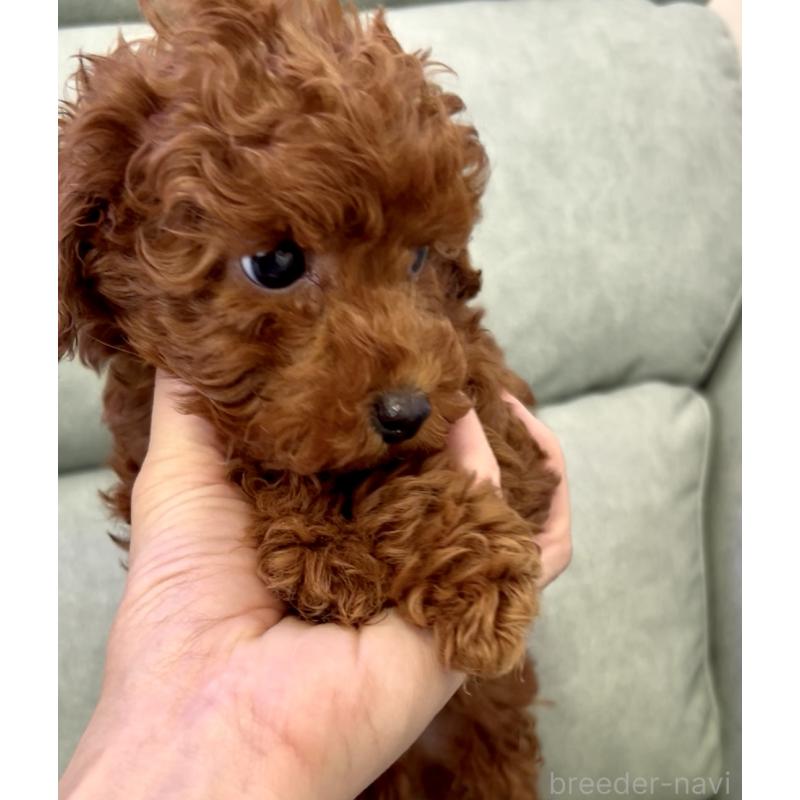 販売中の奈良県のトイプードル-432473の4枚目