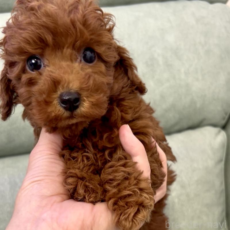 販売中の奈良県のトイプードル-432473の2枚目