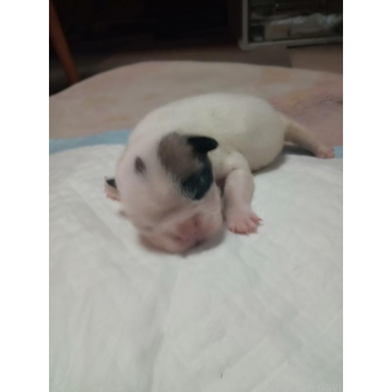 販売中の福岡県のフレンチブルドッグ-429905の5枚目