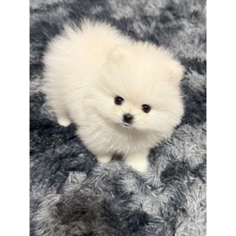 販売中の大阪府のポメラニアン-432474の3枚目