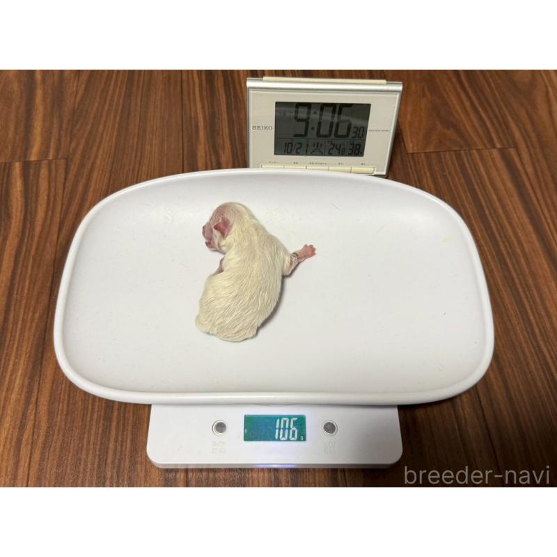 販売中の大阪府のポメラニアン-432474の2枚目