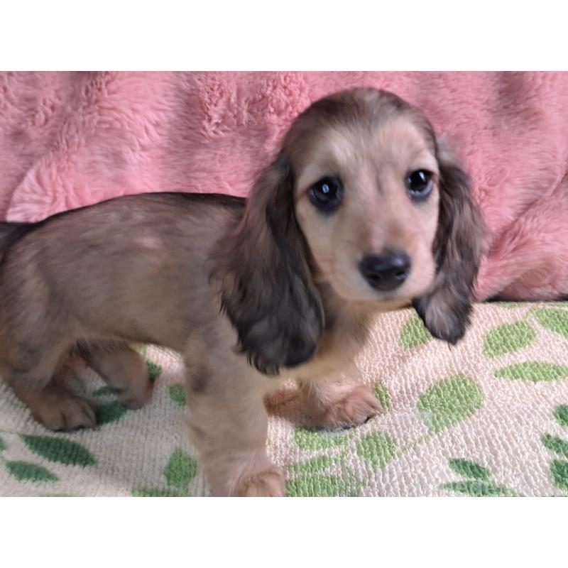 販売中の愛知県のミニチュアダックスフンド(ロングヘアード)-423204の5枚目