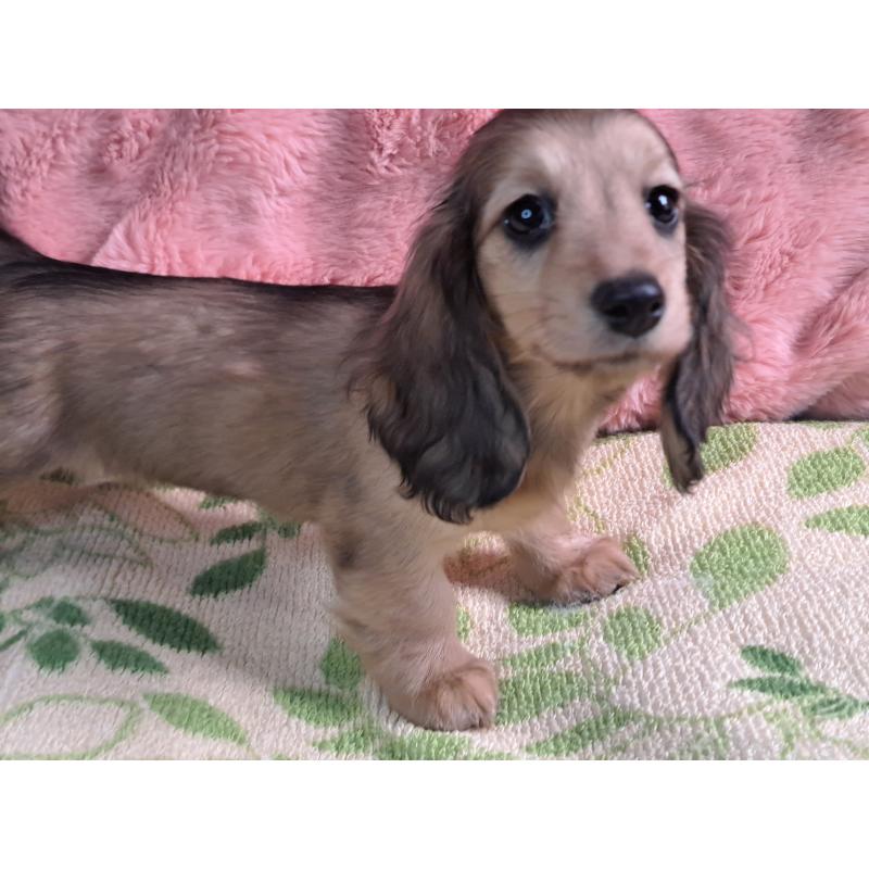 販売中の愛知県のミニチュアダックスフンド(ロングヘアード)-423204の4枚目