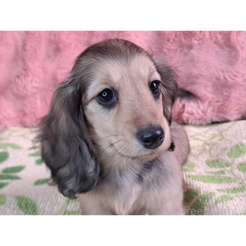 販売中の愛知県のミニチュアダックスフンド(ロングヘアード)-423204