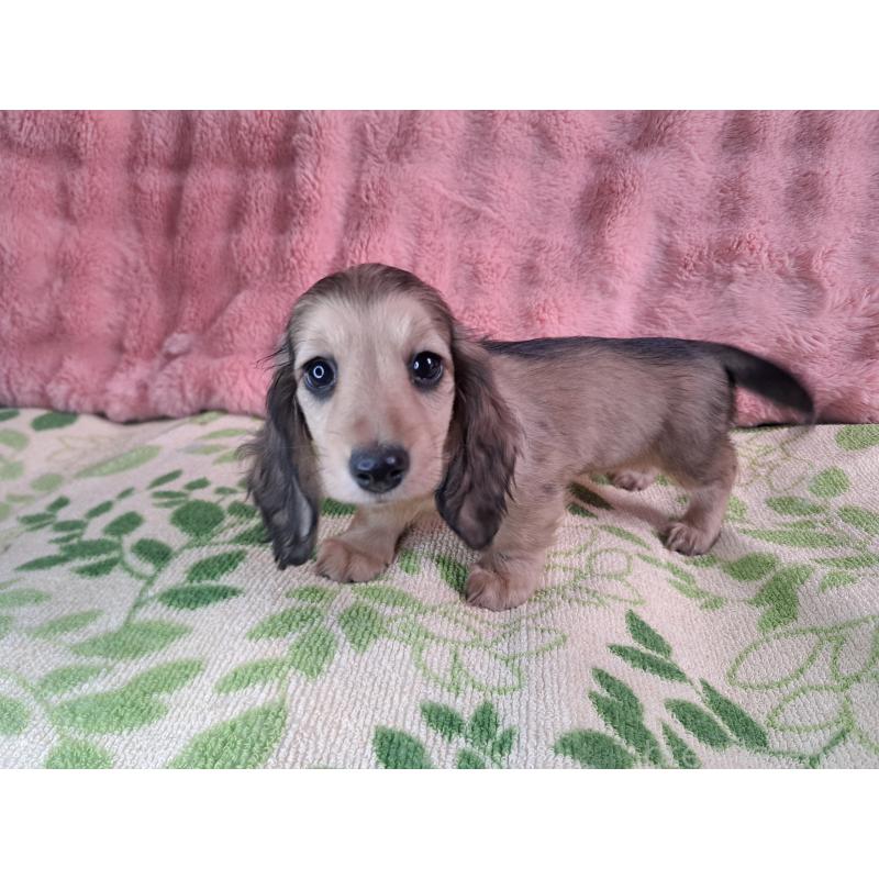 販売中の愛知県のミニチュアダックスフンド(ロングヘアード)-423204の3枚目