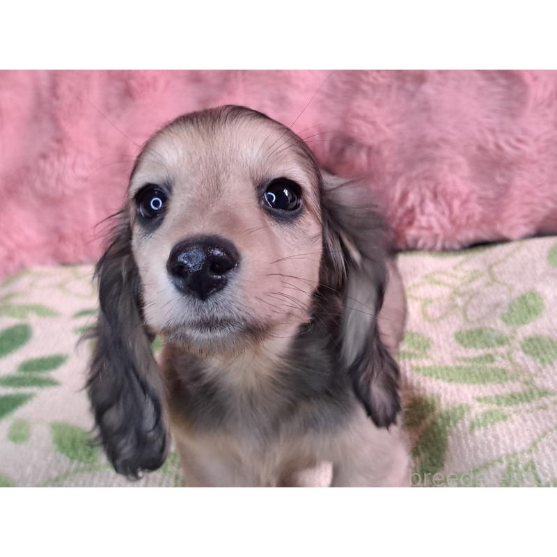 販売中の愛知県のミニチュアダックスフンド(ロングヘアード)-423204の2枚目