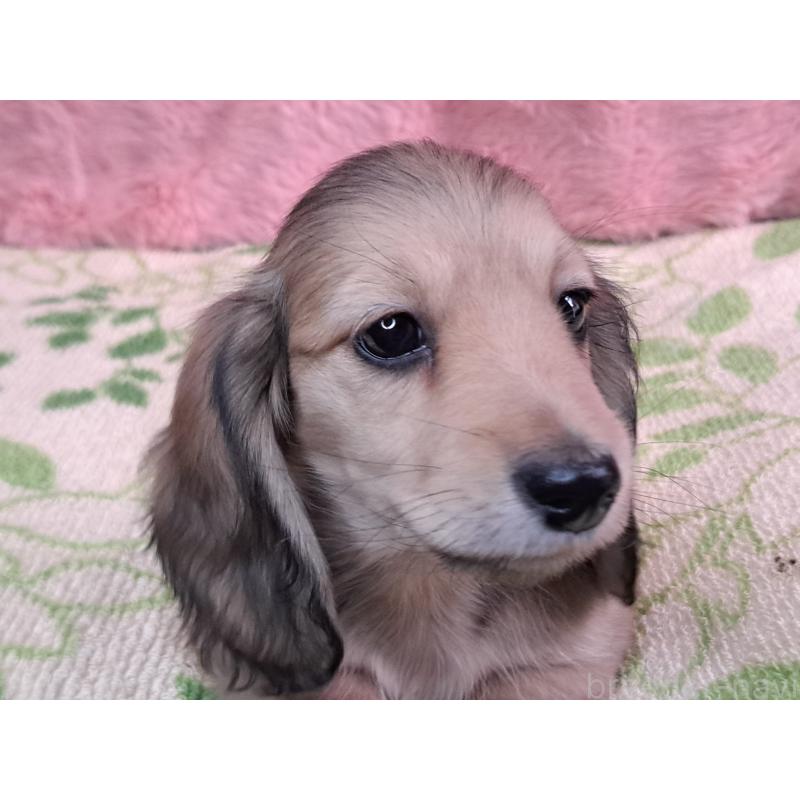 販売中の愛知県のミニチュアダックスフンド(ロングヘアード)-423202の6枚目