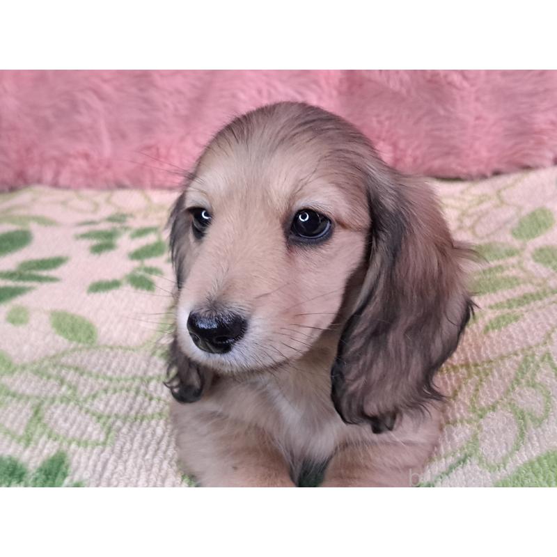 販売中の愛知県のミニチュアダックスフンド(ロングヘアード)-423202