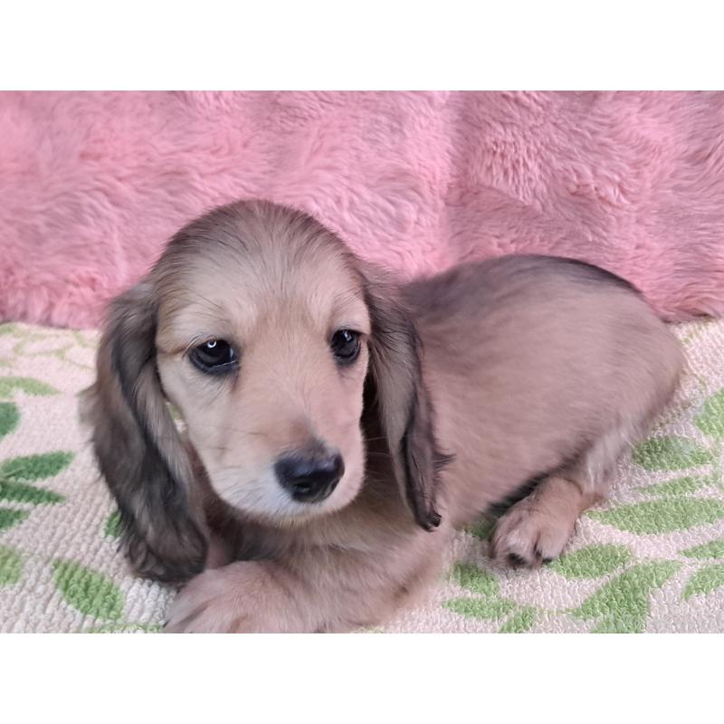 販売中の愛知県のミニチュアダックスフンド(ロングヘアード)-423202の5枚目