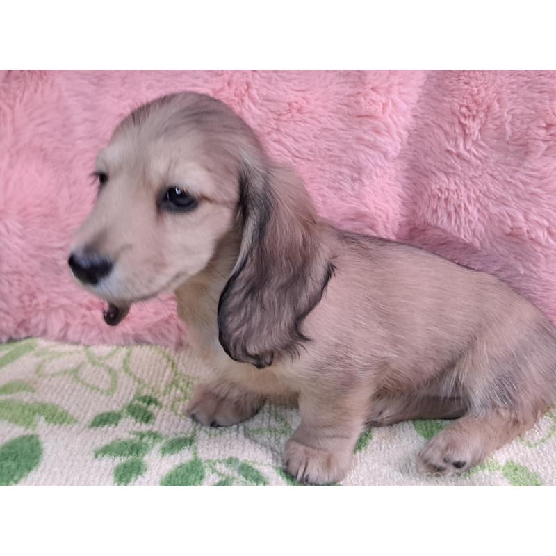 販売中の愛知県のミニチュアダックスフンド(ロングヘアード)-423202の4枚目