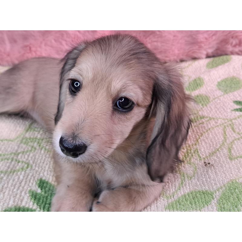 販売中の愛知県のミニチュアダックスフンド(ロングヘアード)-423202の3枚目