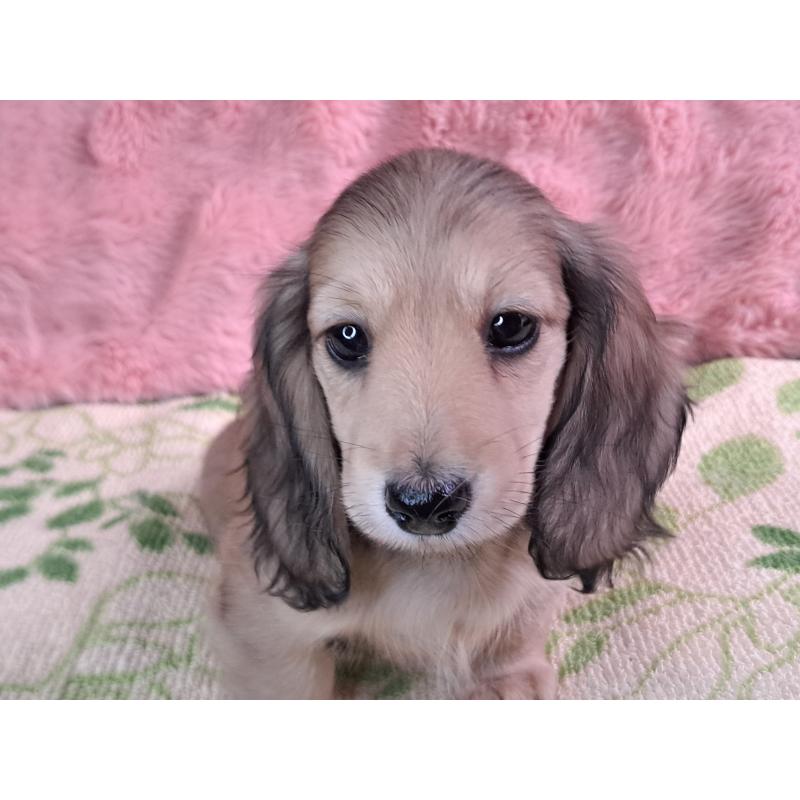 販売中の愛知県のミニチュアダックスフンド(ロングヘアード)-423202の2枚目