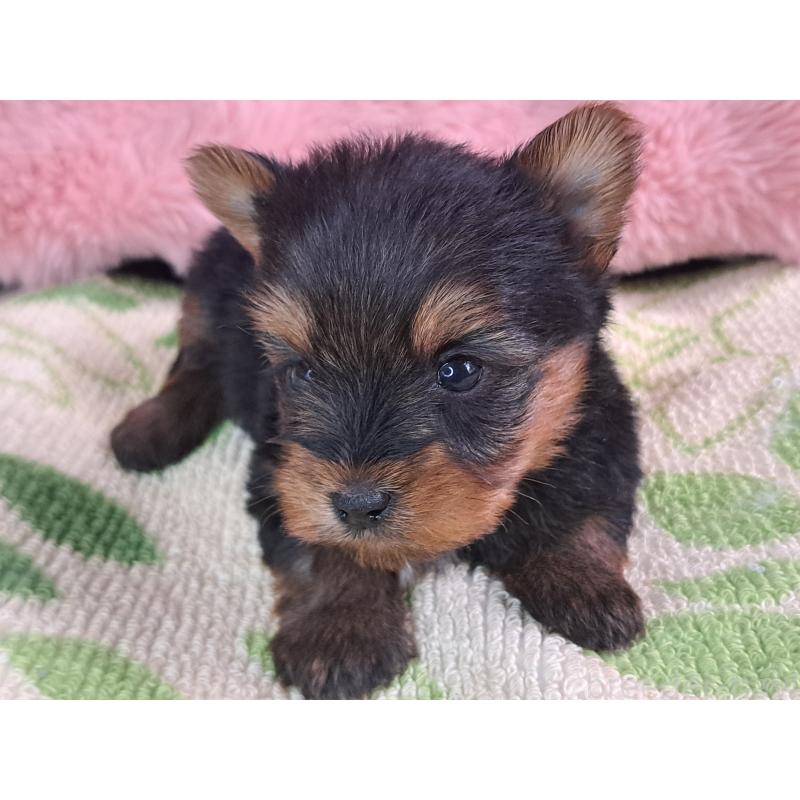 販売中の愛知県のヨークシャーテリア-429304