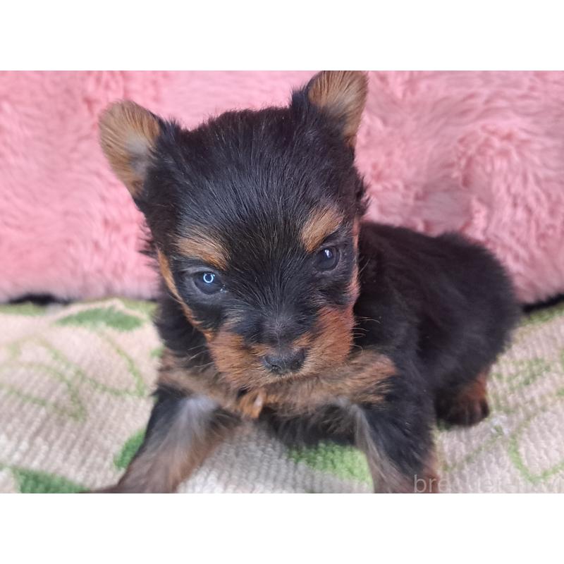 成約済の愛知県のヨークシャーテリア-429306の5枚目