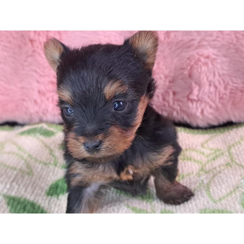 成約済の愛知県のヨークシャーテリア-429306の4枚目