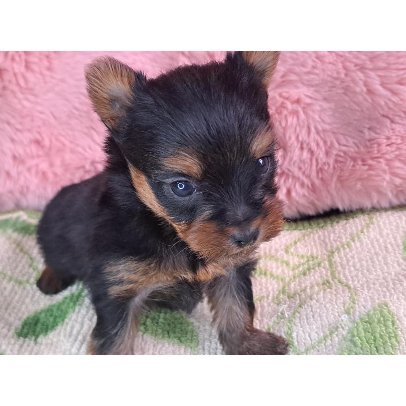 販売中の愛知県のヨークシャーテリア-429306