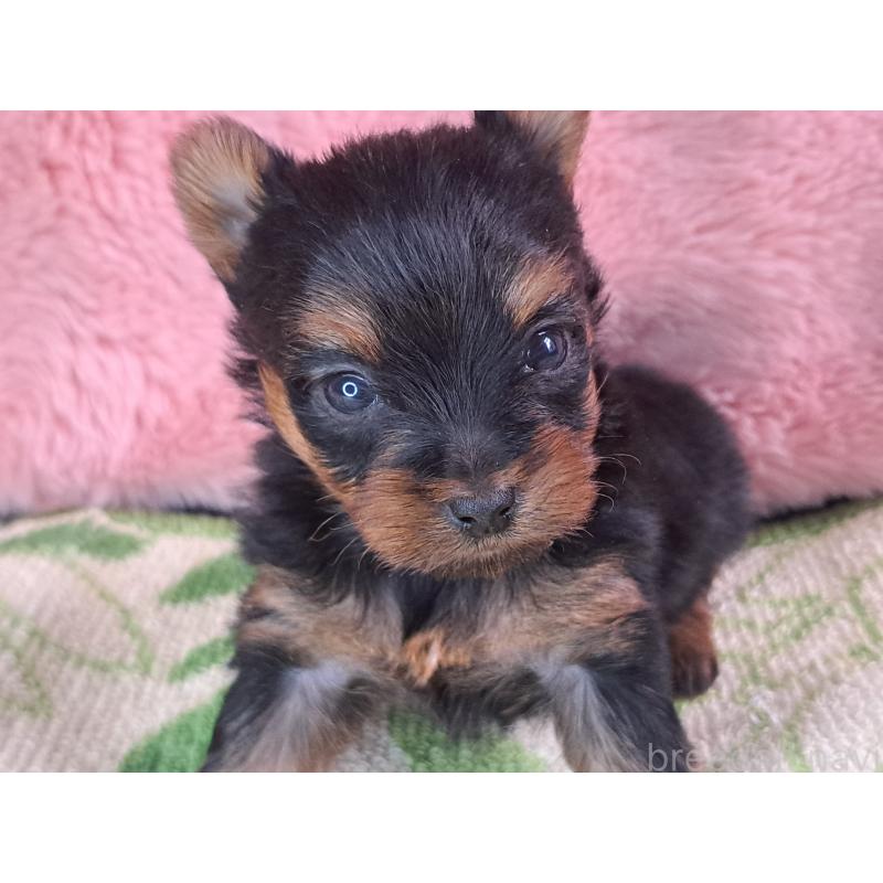 成約済の愛知県のヨークシャーテリア-429306の3枚目