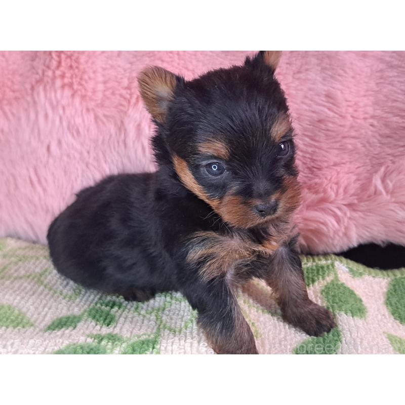 成約済の愛知県のヨークシャーテリア-429306の2枚目