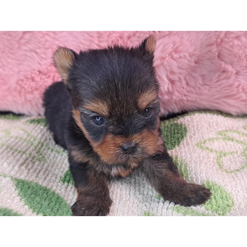 商談中の愛知県のヨークシャーテリア-429305の17枚目