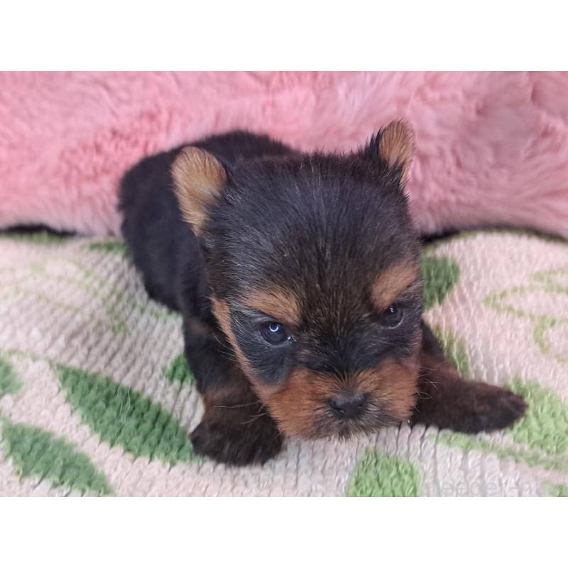 商談中の愛知県のヨークシャーテリア-429305の16枚目